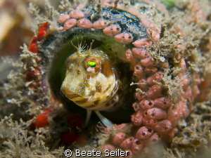 Living in bottle No.1 , taken "Under the bridge" with Can... by Beate Seiler 